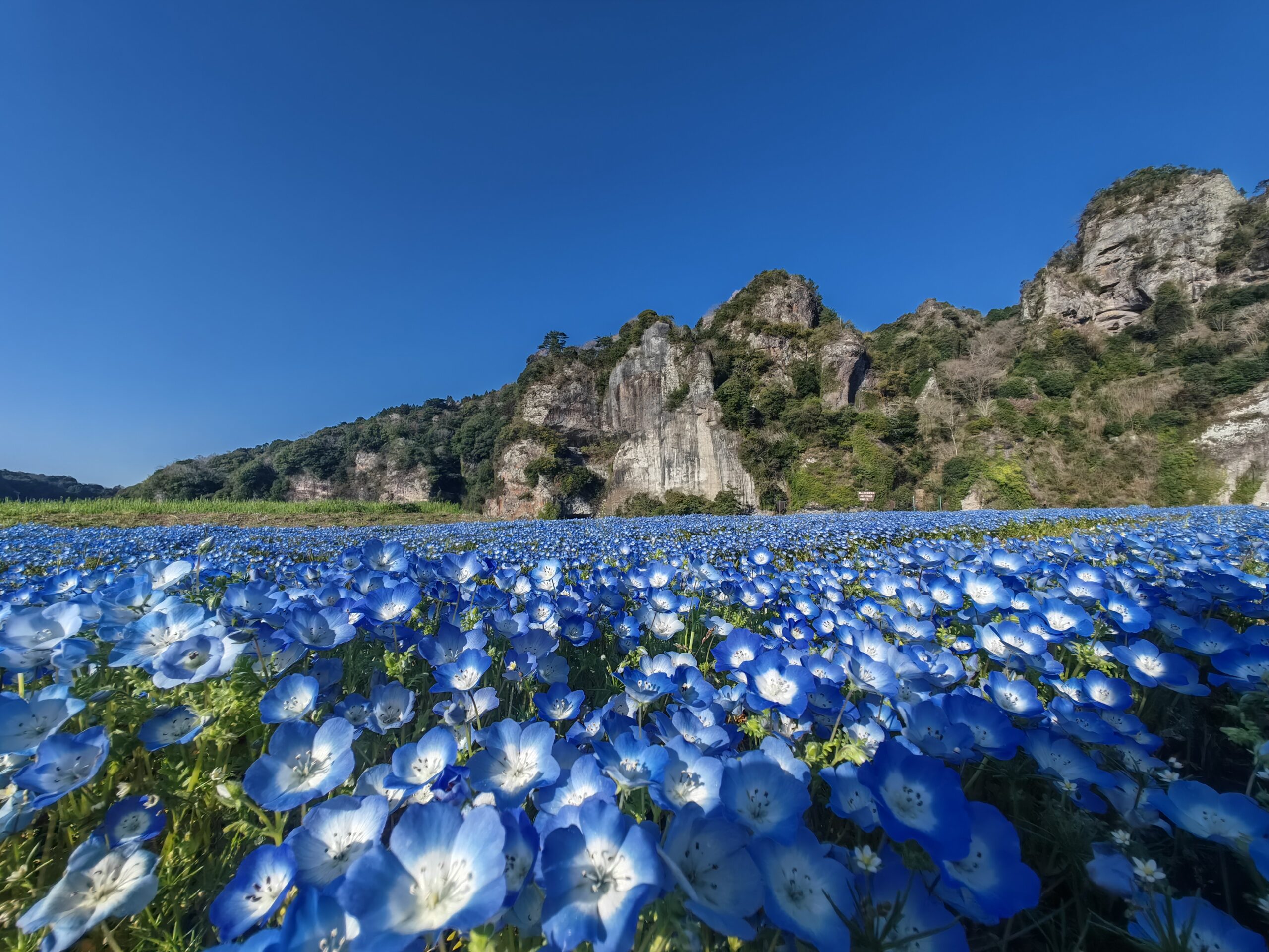 大好評ネモフィラソフト販売中 - YABAKEI TRIP 九州・耶馬渓 絶景の旅