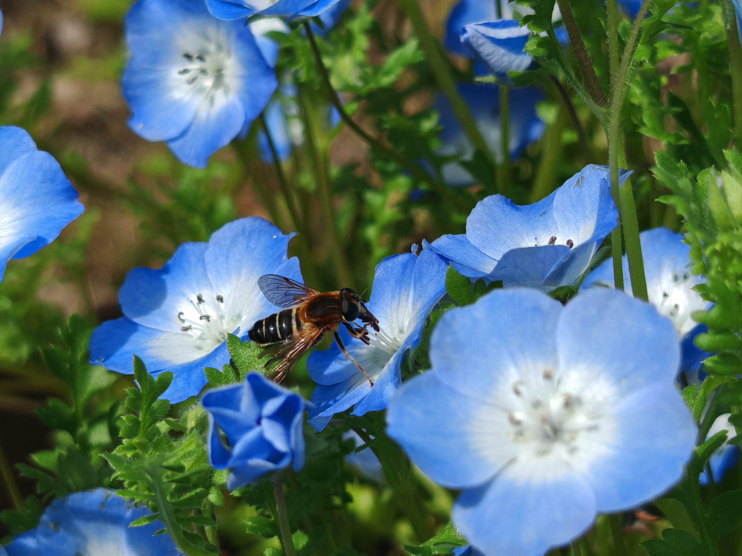 青色クリームソーダ販売開始＼(^o^)／ - YABAKEI TRIP 九州・耶馬渓